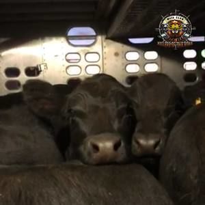 Meet your Posher, Jerica